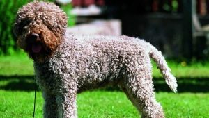 Lagotto Romagnolo: breed features and conditions for its maintenance