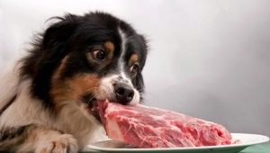 Meat for dogs