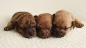 Newborn puppies: features of development, sex determination and care nuances