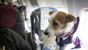 Features of the transport of dogs in the plane