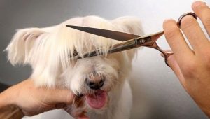 Features dog grooming