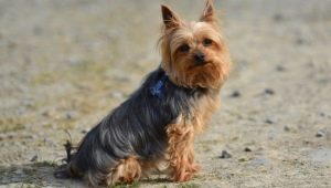 A Yorkshire Terrier fajta előnyei és hátrányai