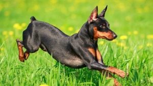 Breeds of dogs with an elongated muzzle