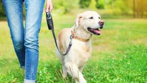 Dog leashes: what are and how to choose?