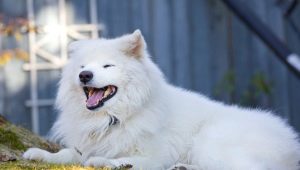 Fluffy Dogs: Breed Overview