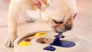 Educational toys for dogs