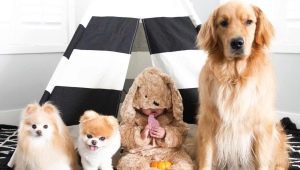 The cutest dogs: common features, top of the best breeds, choice and care