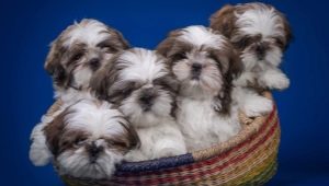 Shih Tzu: description of the breed, character, feeding and care