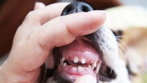 Changing milk teeth in dogs: age range and possible problems