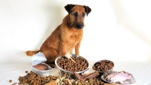 Premium dry dog ​​food