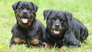 Rottweiler weight and height: basic breed parameters