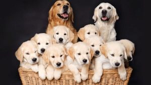 All about breeding dogs