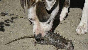 All about rat dogs