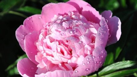 Peonies: what do they symbolize and how to place them in feng shui?