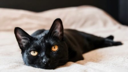 Bombay cats: characteristics, choices, rules of care