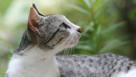 Brazilian Shorthair Cat: Breed Description and Content Features