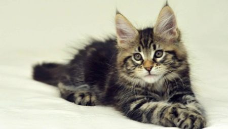 What and how to properly feed a Maine Coon kitten?