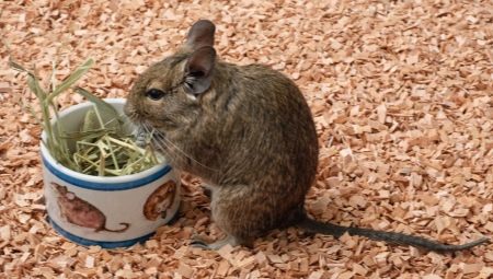 What to feed degu?