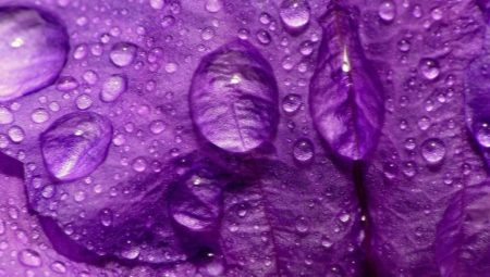 What does the color purple mean in psychology?