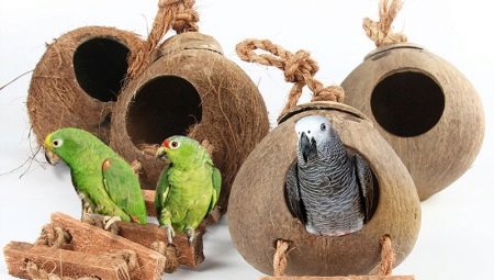 House and nest for parrots: features of choice, requirements, rules of manufacture