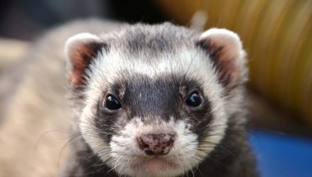 Ferrets: characteristics, varieties, care tips