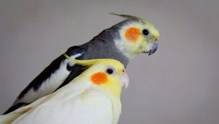 How to determine the sex of Corella?