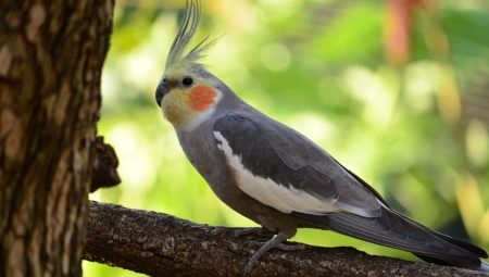 How to determine the age of the parrot Corella?