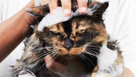 How to wash the cat if it is afraid of water and scratched?