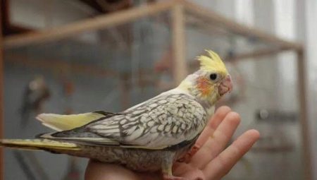 How to tame Corella hands?