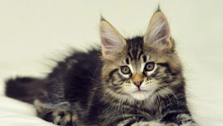 How do Maine Coon kittens grow by month?