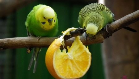 What kind of fruit can wavy parrots give?