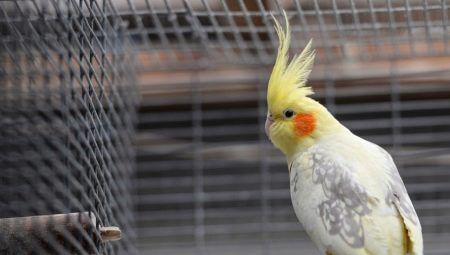 Corella ketrecek: tervezés, elrendezés, telepítés és karbantartás