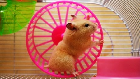 Hamster Wheel: Variety, Choice and Training