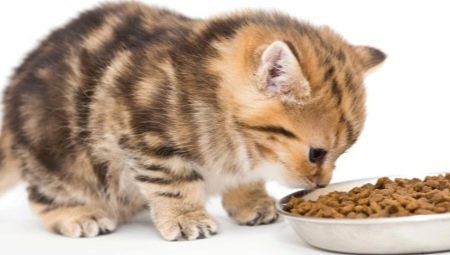 Super premium cat food: description, brands, tips on choosing