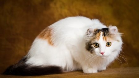 Cats breed American Curl: features, rules of feeding and maintenance