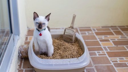 Tray for cats: types, sizes and selection rules