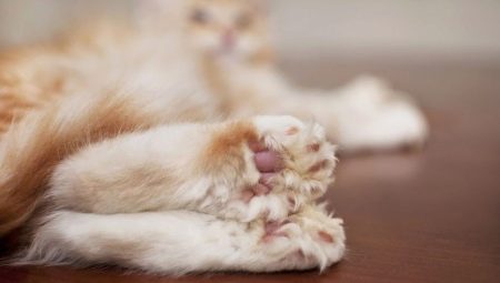 Maine Coons Polydacty: Features and Rules of Content