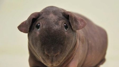 Skinny guinea pigs: breed features, care and maintenance