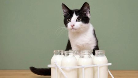 Is it possible to milk cats and what are the limitations?