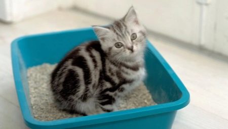 Cat litter: varieties and subtleties of use