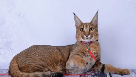 Description and content of cats breed karaket