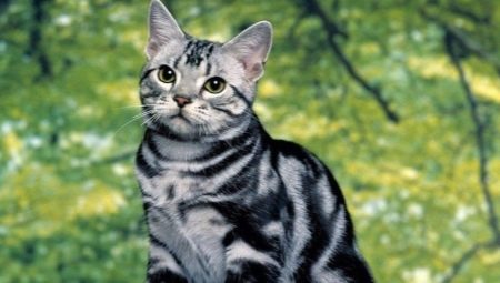 Description of American cat breeds and their content