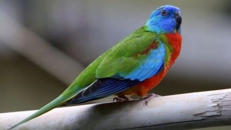 Description of species of grass parrots and the rules of their content