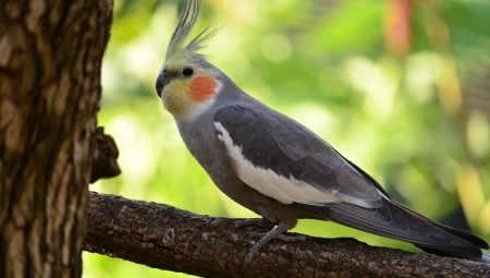 Original and unusual names for parrots