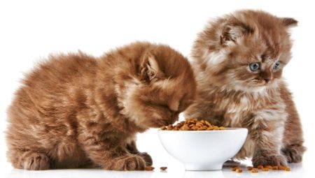 Features and rating of super-premium feed for kittens