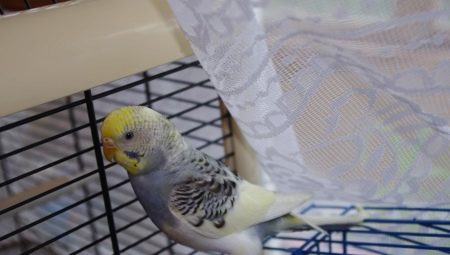 Features molting wavy parrots