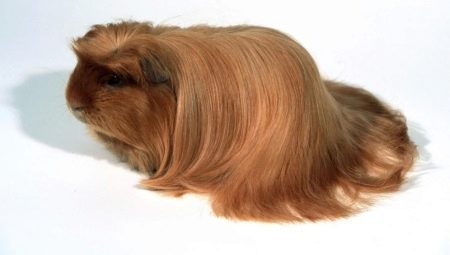 Peruvian Guinea Pigs: Breed Description and Features