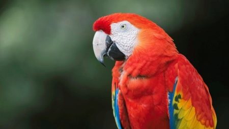 Parrot macaw: species, rules of keeping and breeding