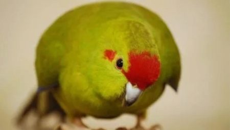 Parrot kakarik: description, types, features of keeping and breeding