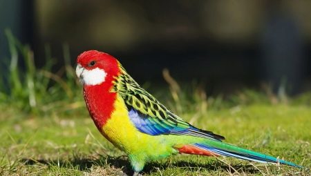 Rosella parrot: description, types, rules of content